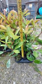 Red Robin Hedging