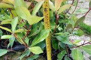 Red Robin Hedging