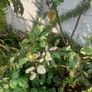 Dwarf Apple Tree Image 2