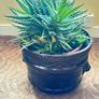 House Plant Image 2