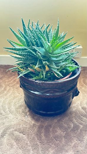 House Plant