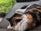 Pet/house sitting and pet walking Image 10
