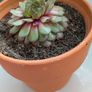 Sempervivum "Hens and Chicks" Succulent - Terracotta Pot - Galway - Pickup Only Image 2