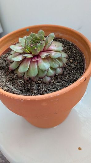 Sempervivum "Hens and Chicks" Succulent - Terracotta Pot - Galway - Pickup Only