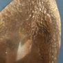 A Fabulous Pair of Rare Antique/Vintage Brass Arts & Crafts Style "Calla Lily" or "Trumpet" Vases with Hand-Beaten Repousse Finish  - Priced as a Pair, But Can be Sold Separately Image 9