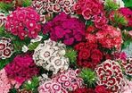 Sweet William seeds