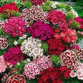 Sweet William seeds