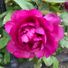 BlessedRose