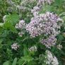 Oregano Plant Image 4