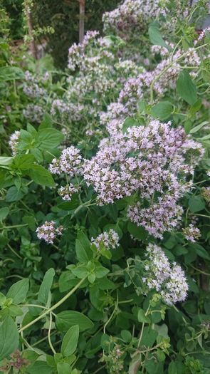Oregano Plant