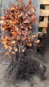 Green Beech tree hedging