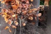 Green Beech tree hedging