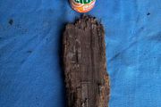bog oak