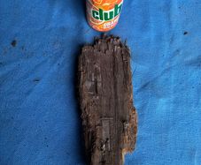 bog oak