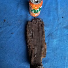 bog oak