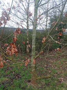 Mature Trees
