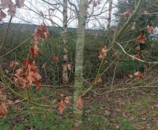 Mature Trees