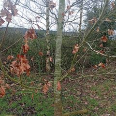 Mature Trees