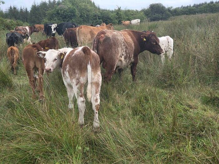 5 star PBR Shorthorn bulls
