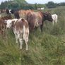 5 star PBR Shorthorn bulls Image 5
