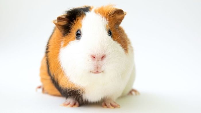 guinea pig