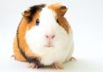 guinea pig