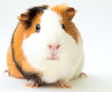 guinea pig