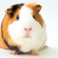 guinea pig