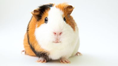 guinea pig
