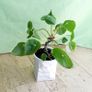 Chinese Money Plants - Pilea peperomioides Image 3