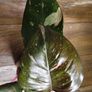 No.7 Philodendron Red Anderson Image 10
