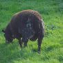 Dutch Spotted Hoggett Rams Image 5