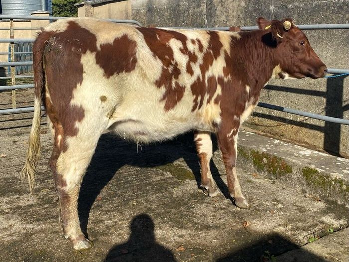 Coloured Shorthorn First Calver