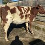 Coloured Shorthorn First Calver Image 5