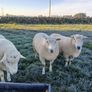 Galway rams Image 2