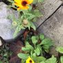 Euro3 for 250+ assorted Marigold seeds Image 5