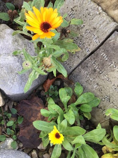 Euro3 for 250+ assorted Marigold seeds