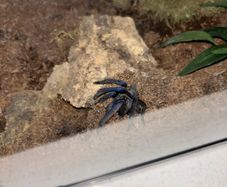 Tarantulas