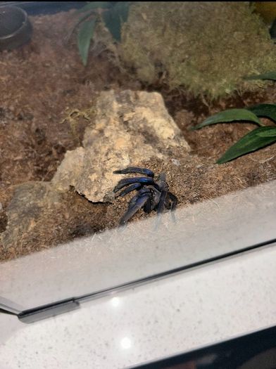 Tarantulas