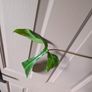 house plants 11++ Image 6