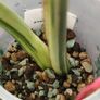 Monstera Mint big leaves Image 10