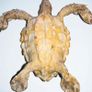 Large turtle taxidermy 40cm Image 2