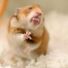 Hamster02