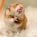 Hamster02