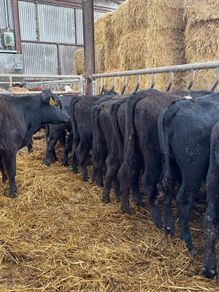 15 super Aberdeen Angus heifers