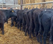 15 super Aberdeen Angus heifers