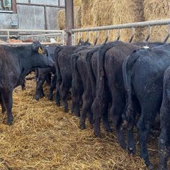 15 super Aberdeen Angus heifers