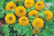 (S) Sunflower Teddy Bear seeds 2g (414536)