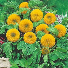 (S) Sunflower Teddy Bear seeds 2g (414536)