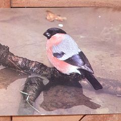 Fauna Postcards